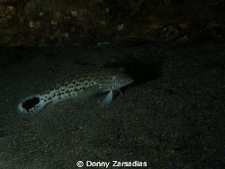 Lizardfish? Next project Macro Lens. by Donny Zarsadias 